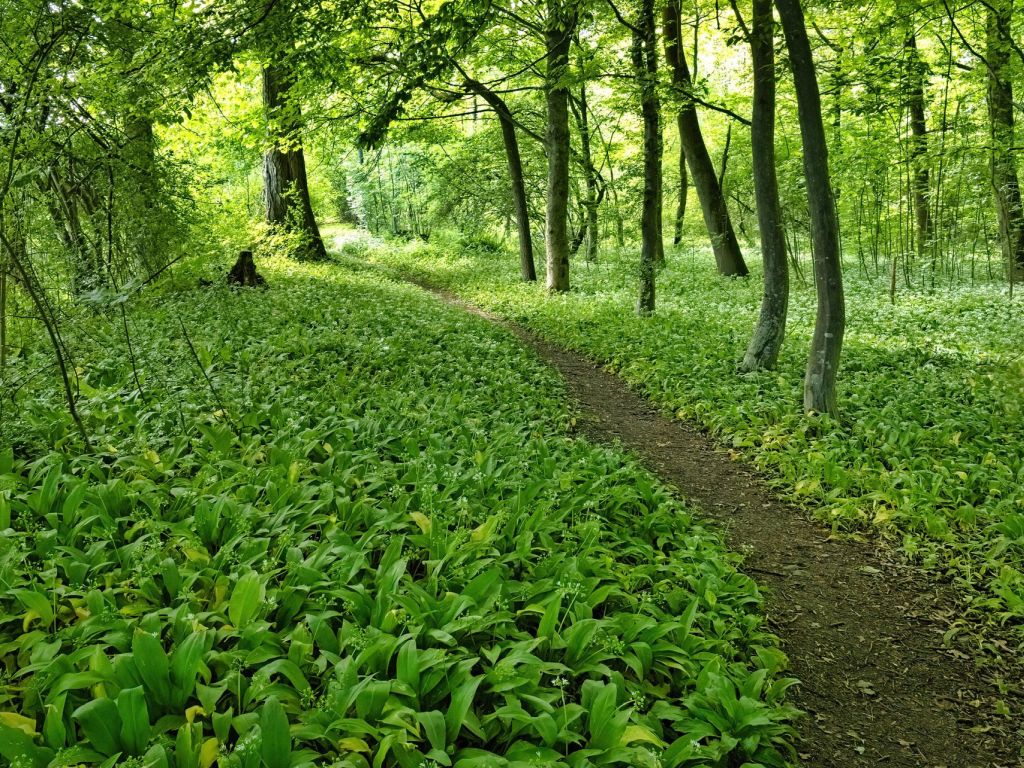 Dieses Wienerwald-Geheimnis blüht nur kurz